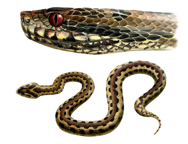 Víbora de Seoane (Vipera seoanei)